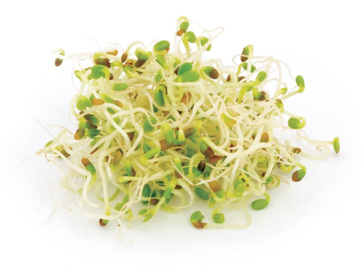 Alfalfa Microgreen Product