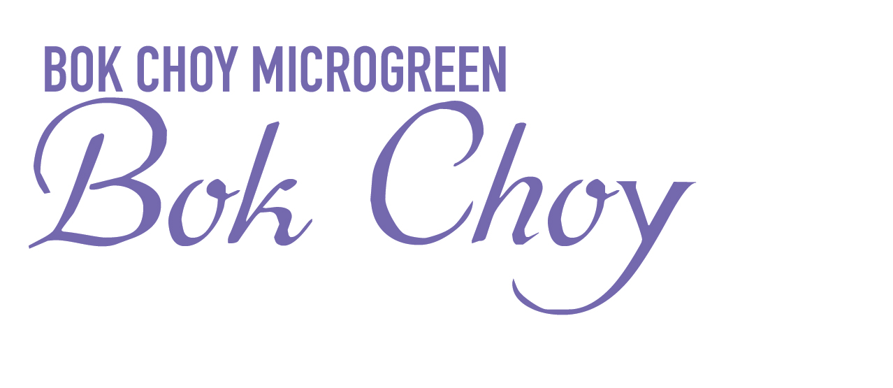 Bok Choy Microgreen