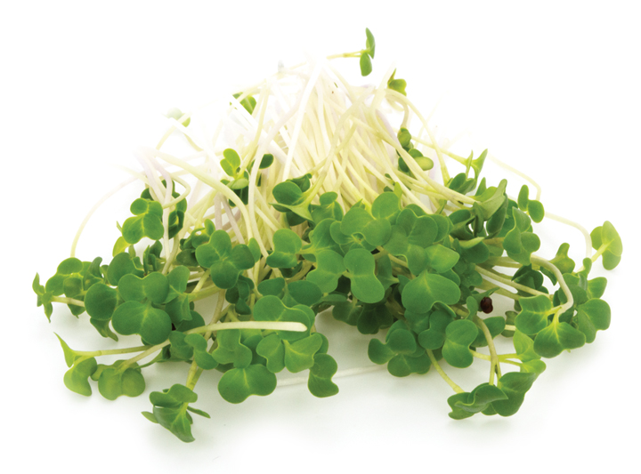 Broccoli Microgreen Product