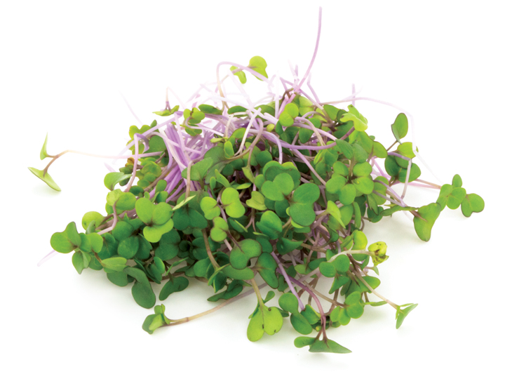 Kohlrabi Microgreen Product