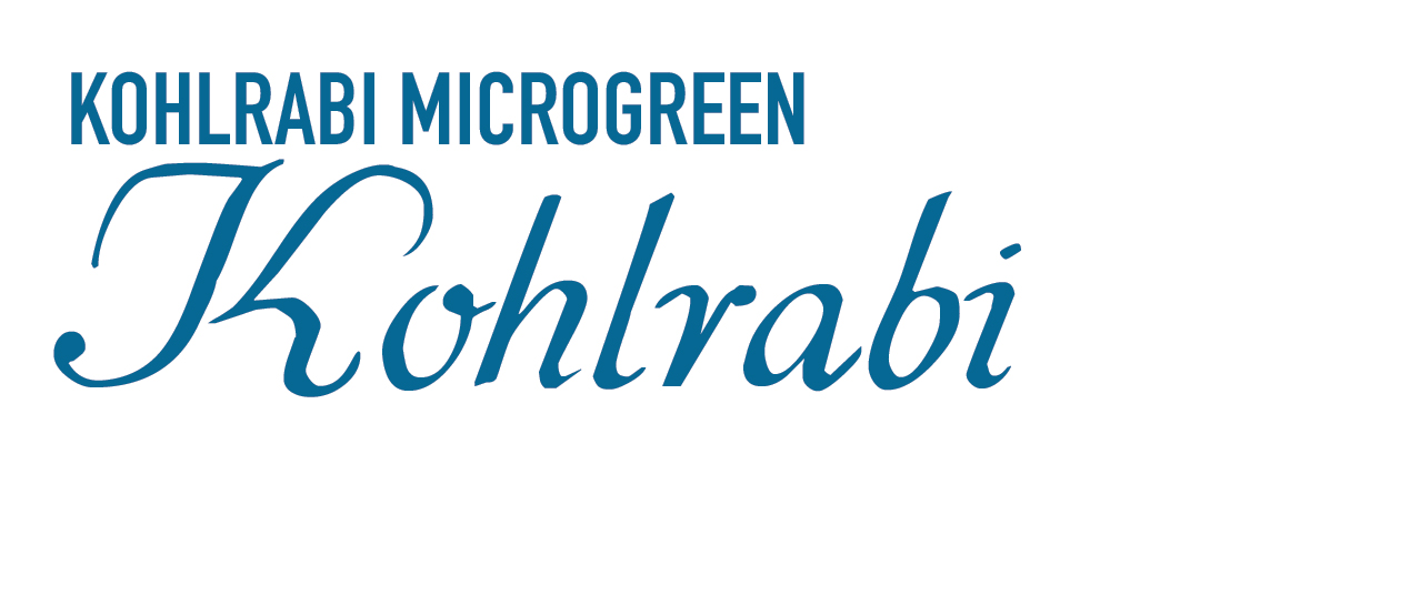Kohlrabi Microgreen