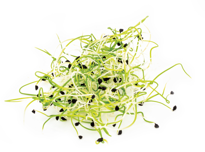 Leek Microgreen Product