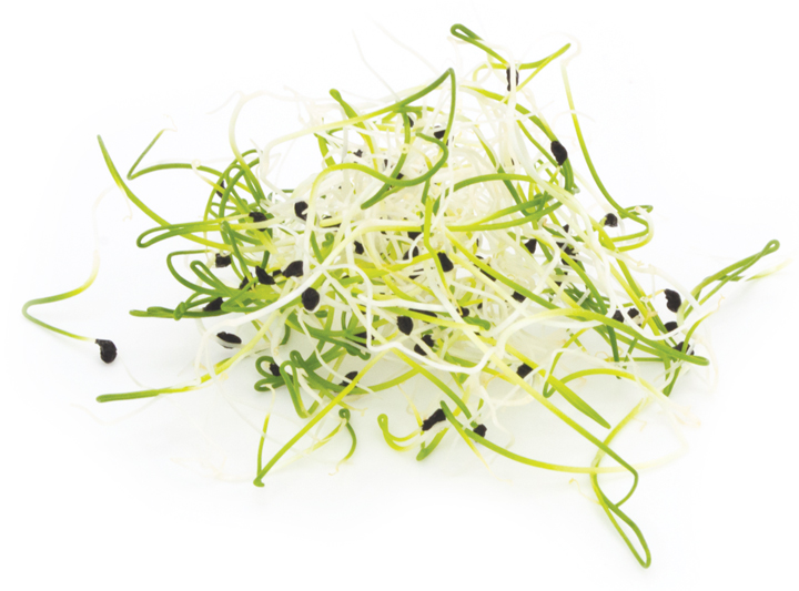 Onion Microgreens Product