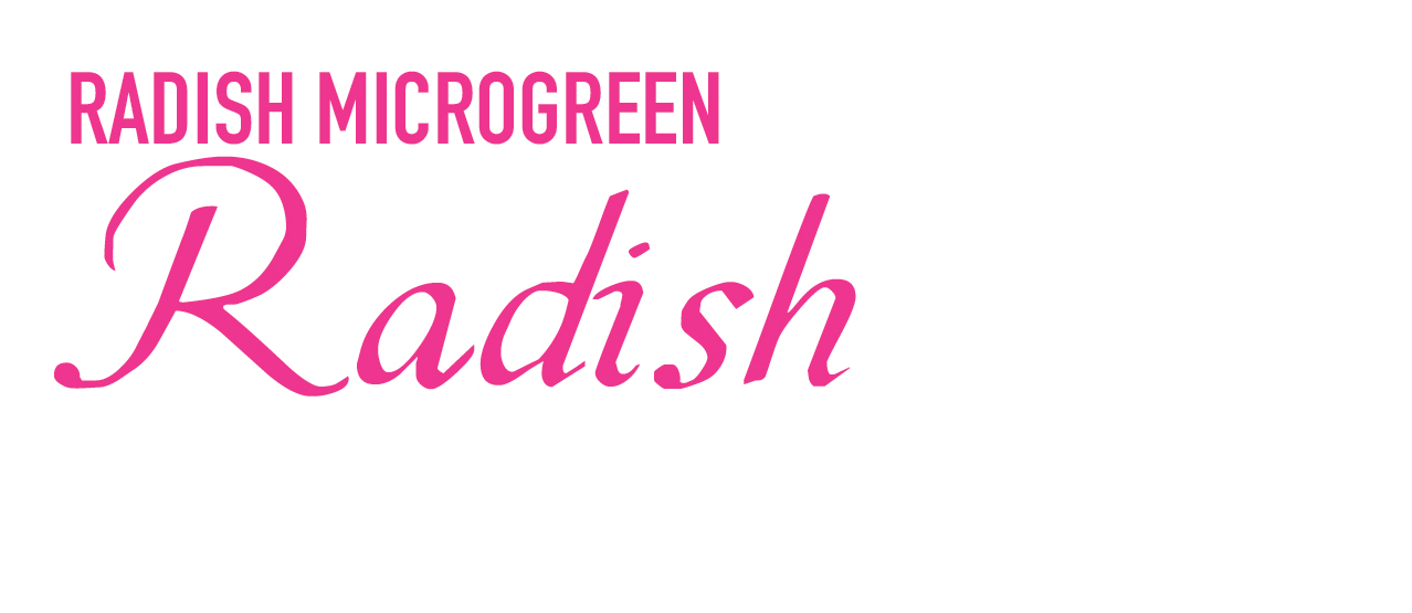 Radish Microgreens