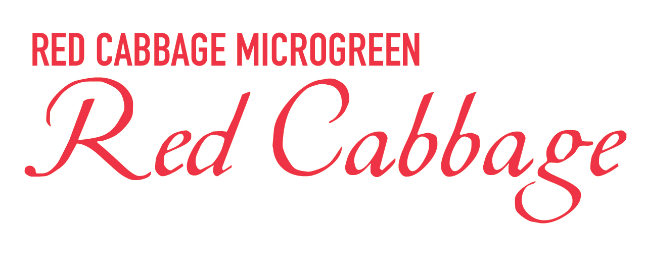 Red Cabbage Microgreens