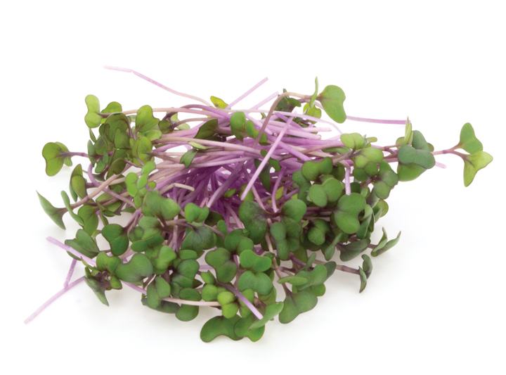 Red Cabbage Microgreens Product
