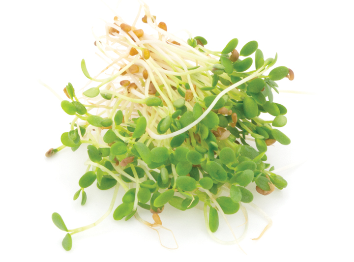 Red Clover Microgreens Product