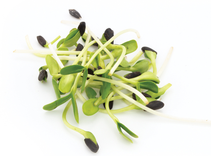 Sunflower Microgreens Product